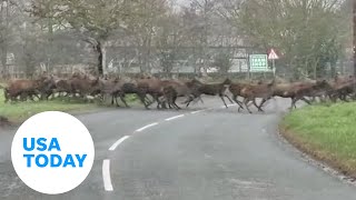 Big herd of deer crosses the road in a surprising video  USA TODAY [upl. by Nodnab]