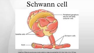 Schwann cell [upl. by Vaules354]