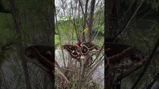 Discover the Majestic Cecropia Moth North Americas Largest Moth [upl. by Delia359]