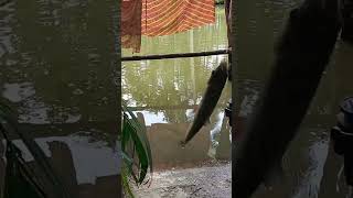 hookhfishing ponds song bollywood roi [upl. by Howlond]