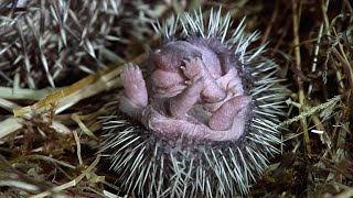 Baby Hedgehog Quills Don’t Harden Right Away [upl. by Nnyltiak]