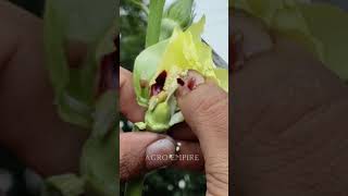 Emasculation amp Hybridization in okra  okra breeding  भेंडी पोलन कसे करावे  Vegetable Breeding [upl. by Rosio]