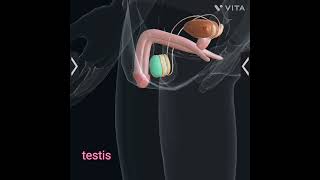 male reproductive system 3Danatomy [upl. by Allina926]