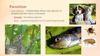 Symbiosis  Mutualism Parasitism Commensalism [upl. by Tim]