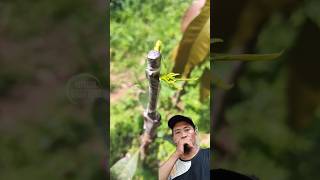 grafting mangga mango fruit plants [upl. by Siramed]