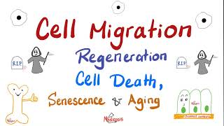 Cell Migration Cell Death Apoptosis vs Necrosis Regeneration Senescence and Aging [upl. by Danell]