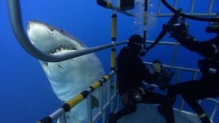 Great White sharks Underwater video stock footage [upl. by Elkraps]