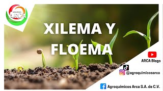 HABLEMOS DE XILEMA Y FLOEMA [upl. by Colan138]