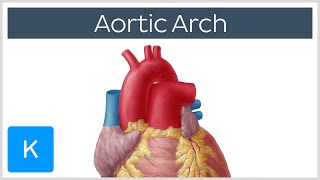 Aortic Arch Anatomy Branches Function amp Definition  Kenhub [upl. by Retsub868]