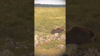 MuskOx gets Pounded Killshot hunting huntingvideo hunting2024 [upl. by Jarvis387]