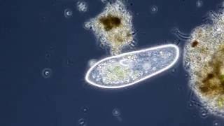 Das Pantoffeltierchen Paramecium caudatum [upl. by Gnauq]