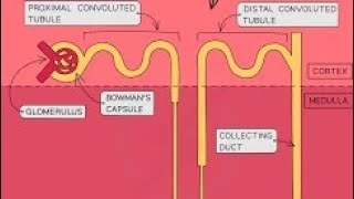 Structure Of Nephron And Steps Of Urine Formation biology NEET [upl. by Werna]