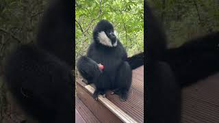 Cute White cheeked Gibbon enjoying lunch 🍒🍇 youtubeshorts [upl. by Nilre]