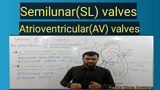 valves of the heart  semilunar valves  sabar khan lectures [upl. by Rojas]