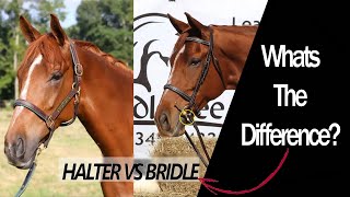 The Difference Between a HALTER and a BRIDLE [upl. by Eirek]