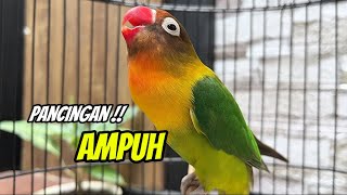 Bikin Lovebirdmu Langsung NYAUT Ikutan Gacor‼️Pancingan Lovebird Fighter Ngekek Panjang [upl. by Emolas]