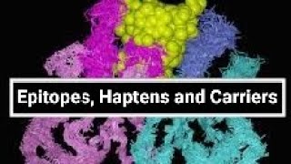 Epitopes Haptens and Carriers [upl. by Bryan]