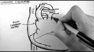 Coronary Circulation [upl. by Kendall]