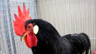 Leghorn bantam blue ZwergItaliener blau Poultry Show Dortmund 2013 [upl. by Eninaj]