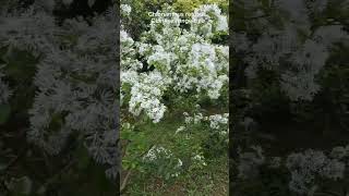 Chionanthus retusus Chinese fringe tree [upl. by Ydissahc]