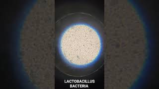 Lactobacillus Bacteria under microscope  Biology Practical [upl. by Eineg538]