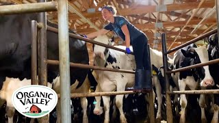 Milking Cows in an 8 Swing Parlor  Kristina Ralph  Organic Valley [upl. by Elleimac656]