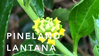 Lantana  Florida Native Plants Lanscaping [upl. by Vivianna]