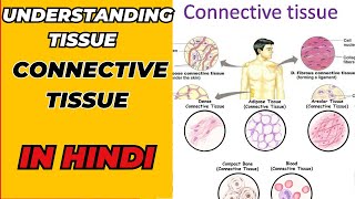 Understanding tissue  connective tissue in HINDI fibrous tissue  cartilaginous tissue [upl. by Peoples124]