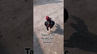 Tapni time ready for seasonviralvideo pakistani [upl. by Tigirb3]