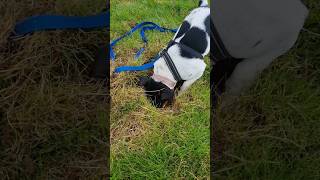 Funny jack russell noises dog puppy pets short shorts funny funnyvideo jackrussell jrt [upl. by Jaymee795]