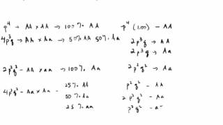 BIO202 HardyWeinberg equilibrium proof [upl. by Odelet]