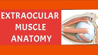 EXTRAOCULAR MUSCLES ANATOMY PART 1 [upl. by Disini907]