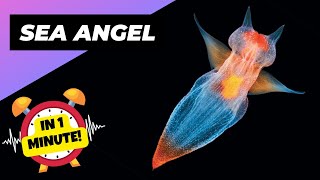 Sea Angel 😈 Cute Creature Dark Intentions  1 Minute Animals [upl. by Htebharas923]