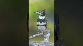 Belted Kingfisher  birds kingfisher birdslover wildlife wildlifephotography sonyalpha [upl. by Alicea33]