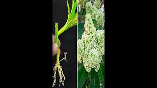 How to grow alstonia scholaris from alstonia scholaris cutting With Using Dragon cutting [upl. by Adnek]