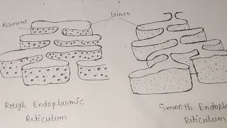 Rough And Smooth Endoplasmic Reticulum। endoplasmic reticulum diagram।endoplasmicreticulum diagram [upl. by Rickard]