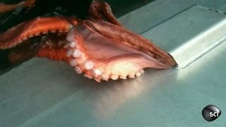 Octopus Houdini  Outrageous Acts of Science [upl. by Ohploda]