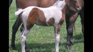 2006 crop of skewbald standardbred foals by Medicine Dance [upl. by Akcire]