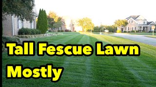 Tall Fescue Lawn Striping What To Do Next [upl. by Feriga]