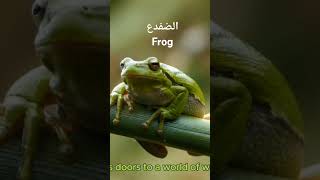 الضفدع الضفدعالبشري الضفدعالحكيم frog frogflies frogfun frogmore قصةقصيرة قصة قصص [upl. by Esilana295]