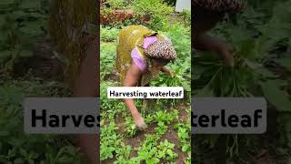 How to harvest waterleaf foodie agriculture benefitsHow tobackyard garden [upl. by Inaluahek]