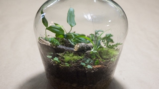 Making a Bottle Terrarium  Closed Terrarium Basics [upl. by Cirdahc]