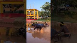 Kambala 😍kambalafan kambala kambalalive moodbidri kudla karkala mangalore kantara daiva [upl. by Stoffel]