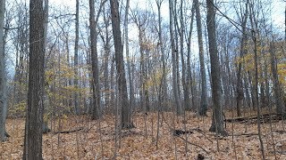 Tree Bark Identification  Maple Beech Oak [upl. by Anura]