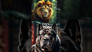 Lion vs Chinese big dog  lion vs Chinese big dog fight  shorts trending ytshorts shortvideo [upl. by Naashom]