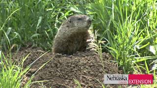 Controlling WoodchucksGroundhogs [upl. by Aynatal893]