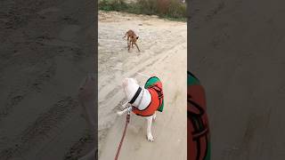 Aggressive Dogo Argentino Dog in india 🇮🇳  Power Full Dog breed bite force 500 psi 👹 [upl. by Salkcin523]