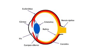 Anatomía del ojo  Medicina veterinaria [upl. by Barn740]