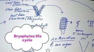 Bryophytes General characterslife cycleFSc first year Biology BS Botany [upl. by Shulamith546]