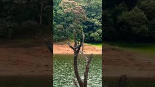 thekkady periyartigerreserve lake [upl. by Onileva253]